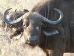 Südafrika Buffalo Camp